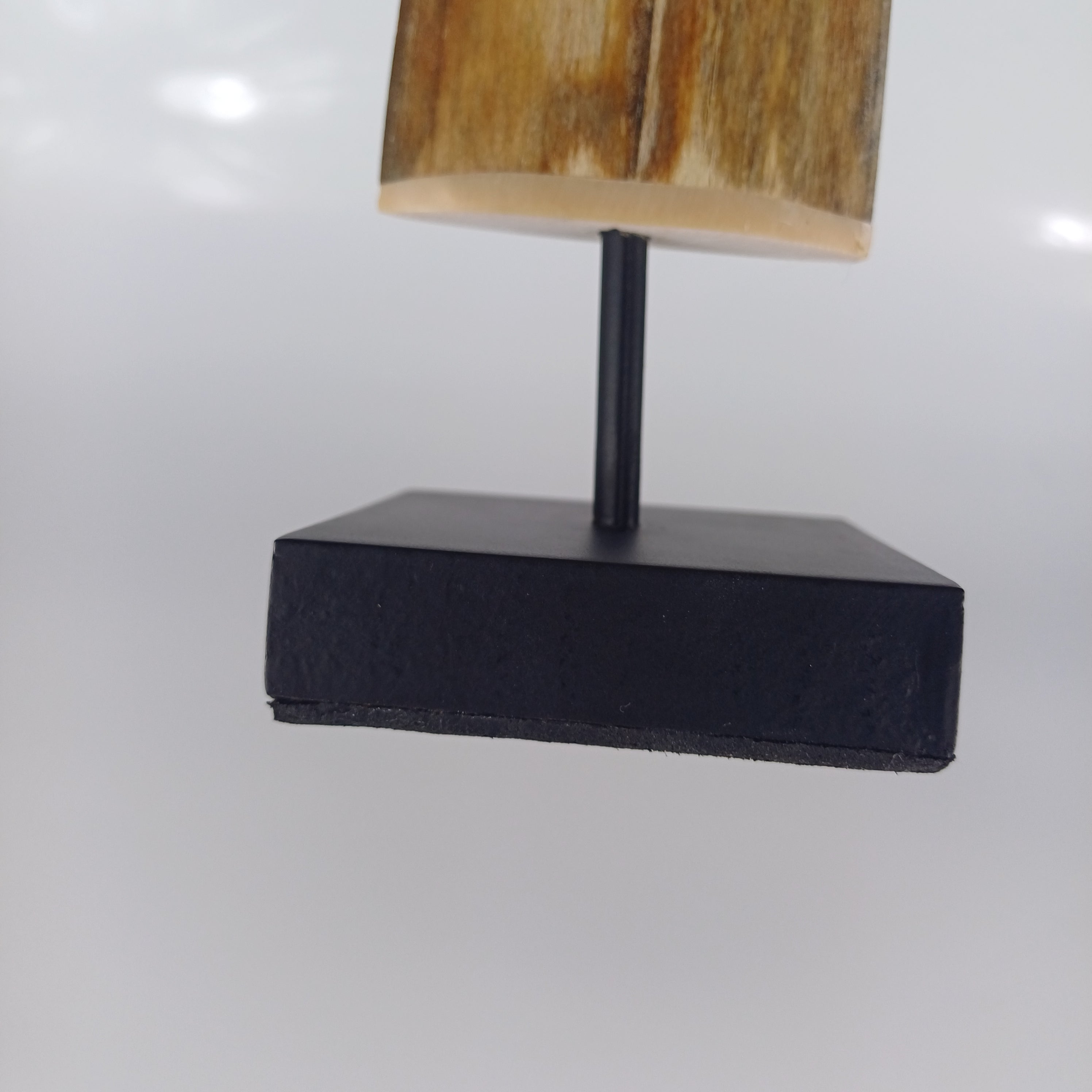 Mounted Swordfish Bill