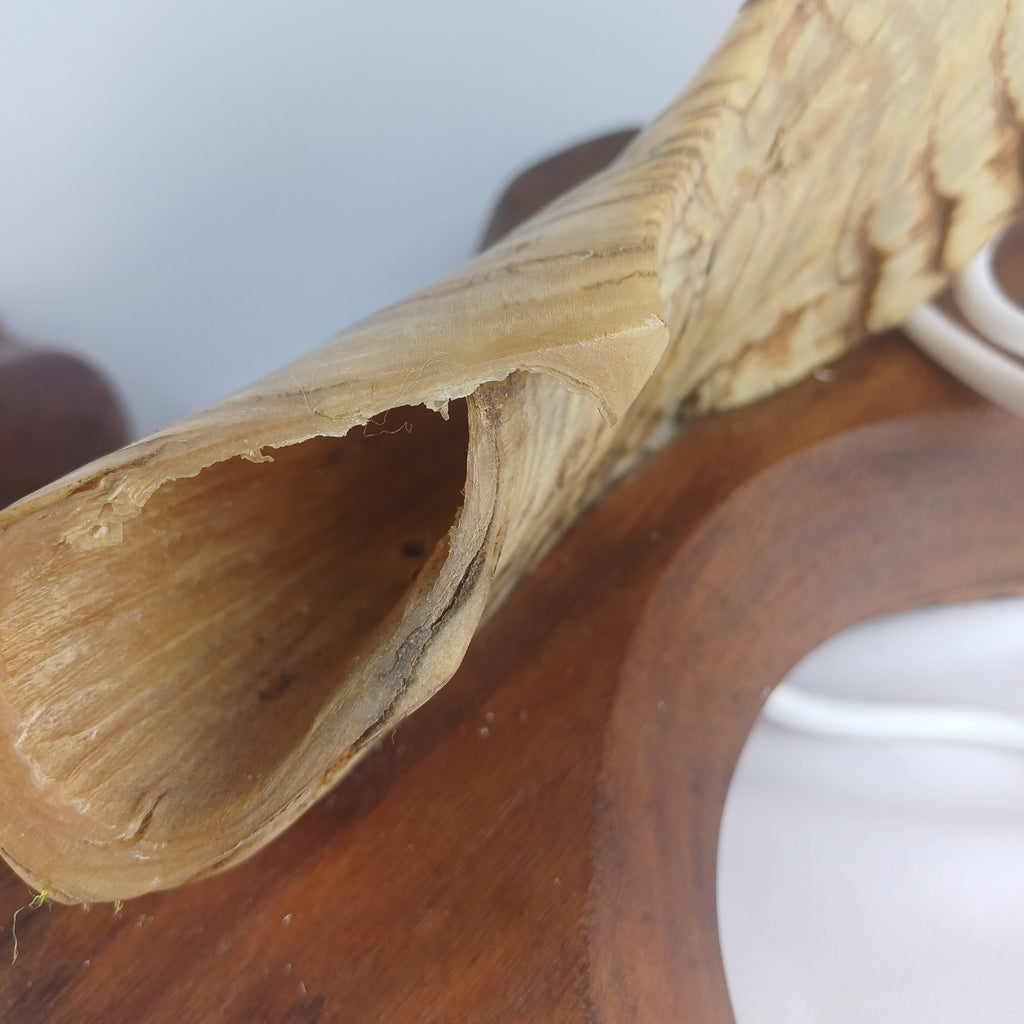 Pair of Rams Horn Lamps