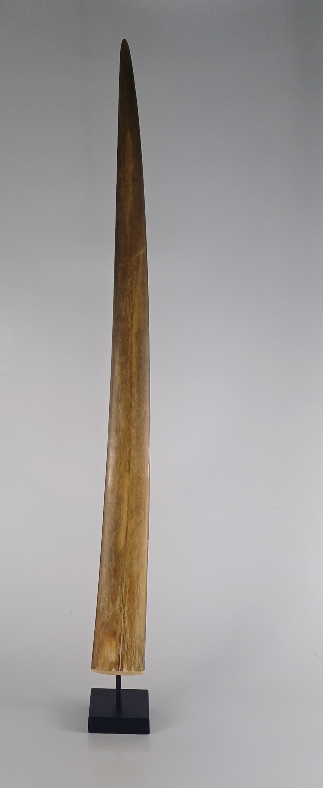 Mounted Swordfish Bill