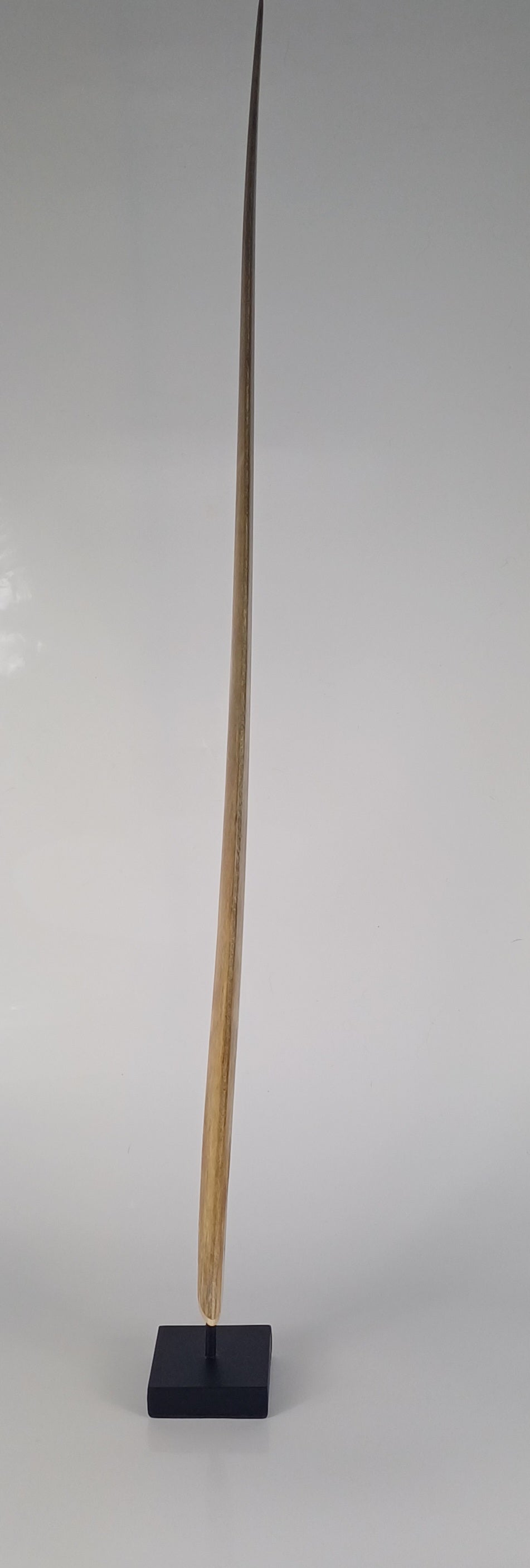 Mounted Swordfish Bill