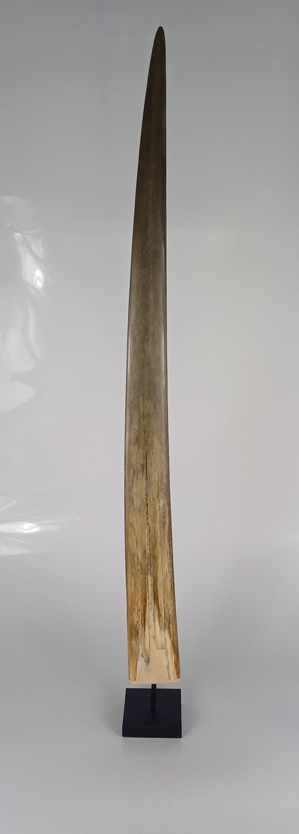 Mounted Swordfish Bill